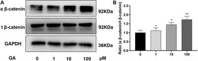 Glycyrrhizic Acid Promotes Osteogenic Differentiation of Human Bone Marrow Stromal Cells by Activating the Wnt/β-Catenin Signaling Pathway